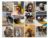 A photo collage of Fountain team member's dogs for the Paws for Thought campaign.