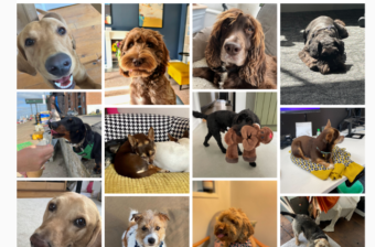 A photo collage of Fountain team member's dogs for the Paws for Thought campaign.